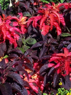 ผักโขมแดง (Amaranthus tricolor) / 650 เม็ด (UK)