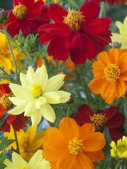 ดาวกระจาย (Cosmos - Brightness) คละ / 100 เม็ด (UK)