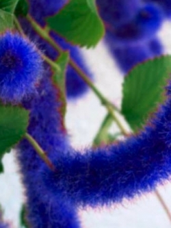 หางกระรอกแดง (Chenille plant) สีน้ำเงิน / 100 เม็ด