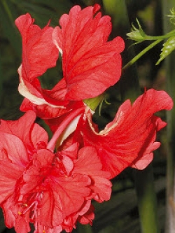 ต้นชบาดอกซ้อน หรือชบาย้อย แดง สูง 60-80 ซ.ม./ ต้น