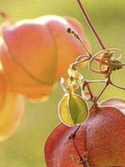 โคกกระออม (Balloon vine) / 12 เม็ด (UK)