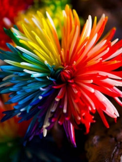 เบญจมาศแฟนซี / 100 เม็ด