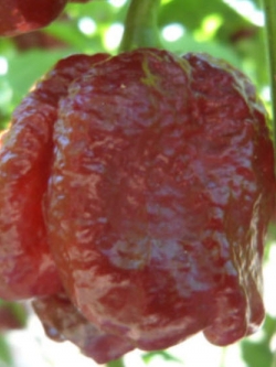 พริก Trinidad Moruga Scorpion สีช็อกโกแลต / 25 เม็ด (USA)