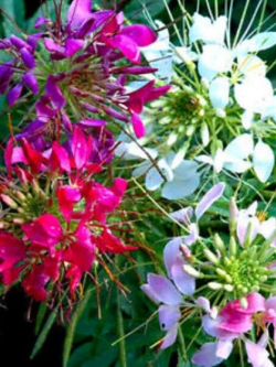 เสี้ยนฝรั่ง (Spider flower) คละ / 450 เม็ด (UK)