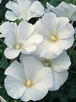 ชบาฝรั่ง (Rose mallow) สีขาว / 50 เม็ด (USA)