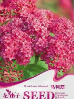 มิลค์หวีด สีแดง (Blood-flower Milkweed) / ซอง 20 เม็ด (A301)