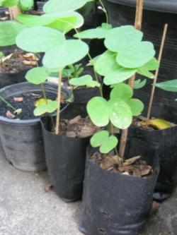 ต้นกาหลงขาว สูง 30-50 ซ.ม. / ต้น