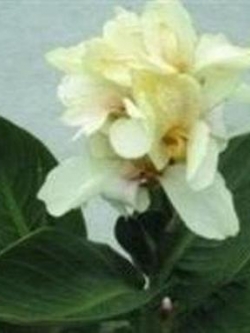 พุทธรักษาสีขาว (Tropical White Canna) / 5 เม็ด (UK)