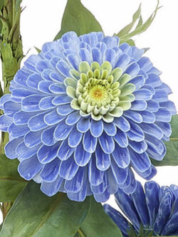 บานชื่นสีฟ้า (Blue Zinnia haageana) / 25 เม็ด (Moldova)*