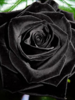 กุหลาบดำ (Black Rose) / 200 เม็ด
