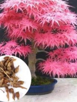 เมเปิ้ลบอนไซ (Maple Bonsai) สีชมพู / 20 เม็ด