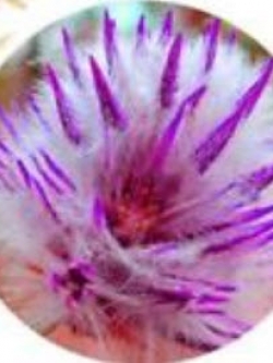 หญ้าหมาหางจิ้งจอก สีม่วงอ่อน / 100 เม็ด