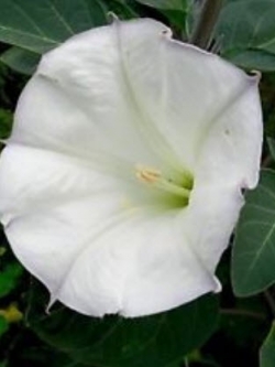 ลำโพงขาว (Datura metel) / 25 เม็ด (Ukraine)