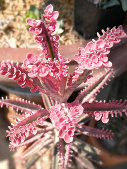 ต้นกุหลาบหิน หรือกาลังโชสีชมพู (Kalanchoe Pink Butterflies) กระถาง 3-4 นิ้ว / ต้น