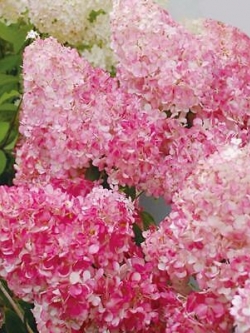 ไฮเดรนเยีย (Hydrangea) วานิลลา-สตรอเบอรี่ / 20 เม็ด