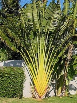 กล้วยพัด ใบสีเขียว / 10 เม็ด (P2S)