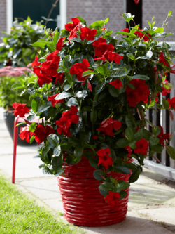 บานบุรีแดง ต้นเตี้ย / 50 เม็ด