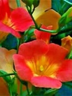 มธุลดา (Madame Galen Trumpet Vine) / 10 เม็ด (USA)