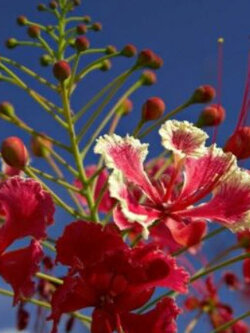 หางนกยูงไทย ดอกสีแดง (Red Pride of Barbados) / 5 เม็ด (UK)