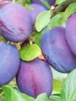 เมล็ดพรุน (Prune) / 5 เม็ด