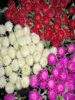 บานไม่รู้โรย (Globe Amaranth) คละ / 40 เม็ด (Ukraine)