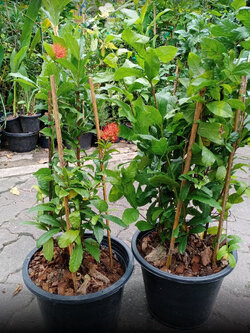 ต้นเงาะงาม หรือพู่อมร กระถาง 10 นิ้ว สูง 60-80 ซ.ม. / ต้น