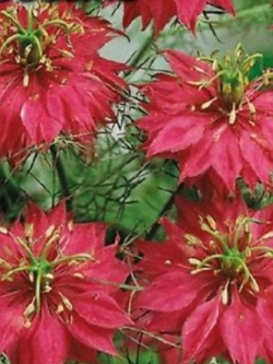 รักในสายหมอก (Love in a Mist / Nigellla damascena) สีแดง / 40 เม็ด (Ukraine)