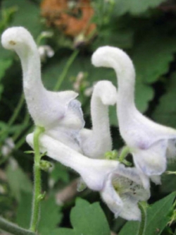 ดอกไม้ขาว คล้ายหงส์ (Swan flower) / 200 เม็ด