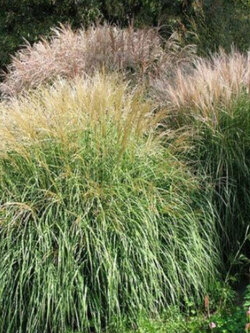 หญ้ามิสแคนทัส ไซเนนซิส หรือหญ้าซูซูกิ (Miscanthus Sinensis) / 25 เม็ด (USA)