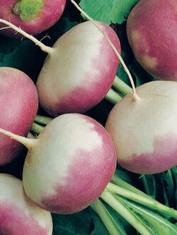 เทอร์นิพ (Turnip) / 10,000 เม็ด (Croatia)
