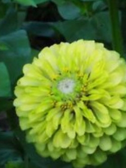 บานชื่นเขียว (Zinnia - Lime Queen) / 360 เม็ด (UK)