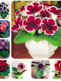 กล็อกซีเนีย (Gloxinia) คละ / 100 เม็ด (นอก)