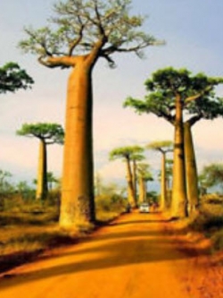 เบาบับ (Baobab / Adansonia Digitata) / 5 เม็ด (นอก)