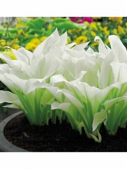 ฮอสต้า ใบเขียวแซมขาว / 200 เม็ด