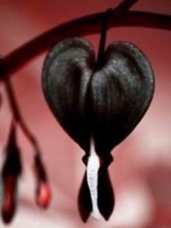หทัยหยาดทิพย์ (Bleeding Heart) สีดำ / 10 เม็ด