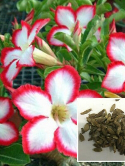 ชวนชม สีขาวขอบแดง / 25 เม็ด (นอก)