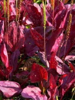 ผักกาดน้ำ ใบแดง (Plantago major - Rubrifolia) / 10 เม็ด (Hungary)