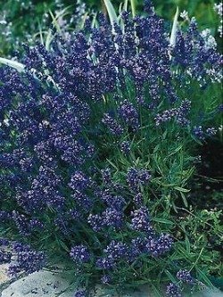 ซัฟฟอล์ก เฮิร์บ (Suffolk Herbs) / 50 เม็ด (UK)