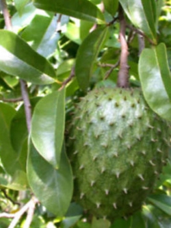 ทุเรียนเทศ (Soursop) / 20 เม็ด (China)