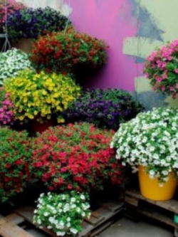 คาลิบราโคว์ คาบลูม (Calibrachoa - Kabloom) คละ / 200 เม็ด