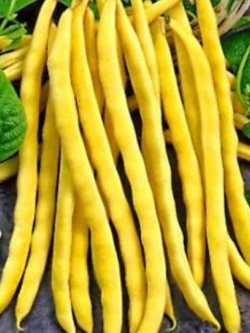 ถั่วแขกเหลือง (Yellow bush bean) / 10 เม็ด (Ukraine)