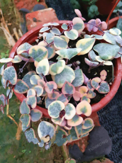 สายป่านดวงใจ (Chain of Heart) ใบด่าง / 10 เม็ด (นอก)