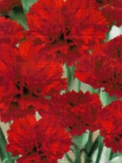 คาร์เนชั่น แดง (Red Carnation) / ซอง 30 เม็ด (A281)