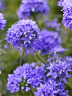 บลูเฮด กิเลีย (Bluehead Gilia / Gilia Capitata) / 1,000 เม็ด (UK)