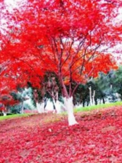 ต้นเมเปิ้ลญี่ปุ่น (Japanese maple) แดง / 20 เม็ด (นอก)