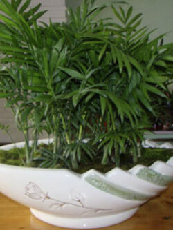 ปาล์มภูเขาเม็กซิโก (Mexico Mountain Palm) / 30 เม็ด (Italy)*