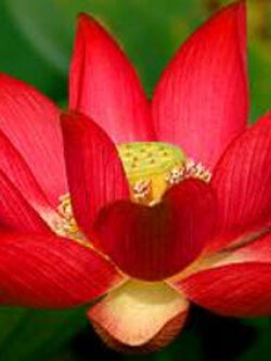 บัวหลวง สีแดงเข้ม / 5 เม็ด