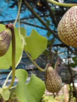 ต้นไก่ฟ้าพญาลอ กระถาง สูง 20-30 ซ.ม. / ต้น