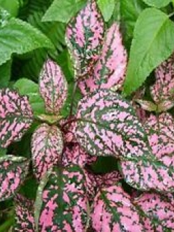 ละอองดาว หรือไฮโพเอสเตท - คอนเฟ็ทตี้ (Hypoestes - Confetti) คละสี / 20 เม็ด (UK)