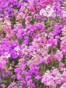 ไวโอเล็ต (Violet / Matthiola Incana) 30 เม็ด / ซอง (A290)